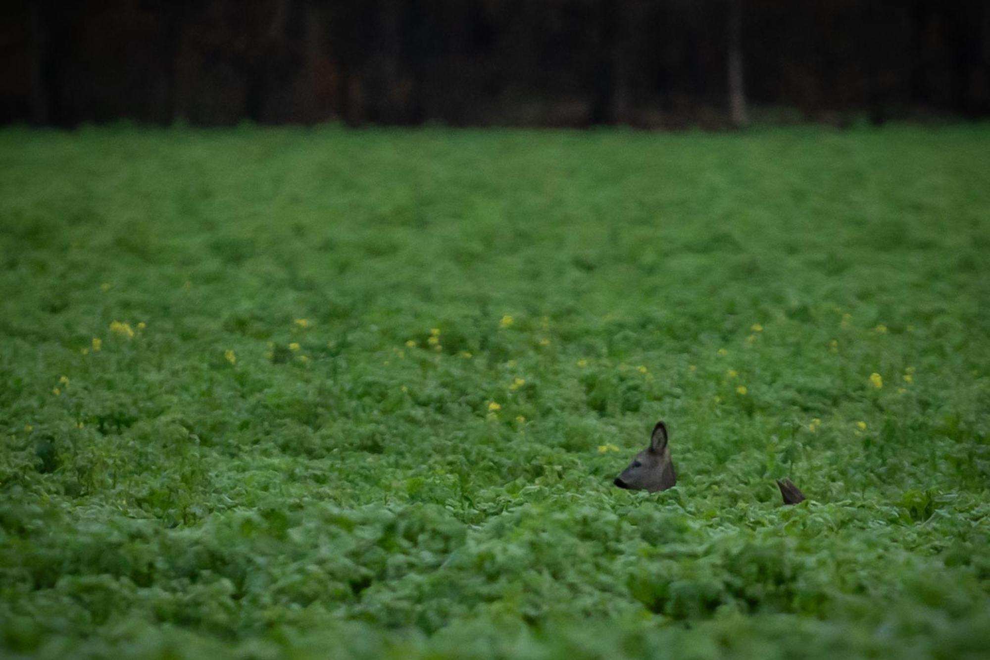 Drents Genieten - Kraaiheide Met Prive Jacuzzi Erm Esterno foto